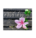 Thai Thai text（個別スタンプ：23）