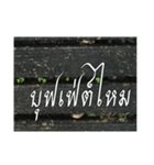 Thai Thai text 2（個別スタンプ：11）