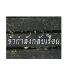 Thai Thai text 2（個別スタンプ：23）