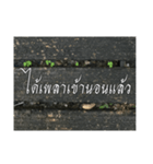 Thai Thai text 2（個別スタンプ：30）