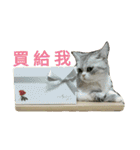 Cute cat-HaLu（個別スタンプ：3）