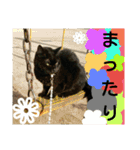 黒猫JIJI ＆ キジ猫TORAおもしろ可愛い（個別スタンプ：4）