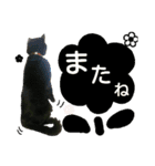 黒猫JIJI ＆ キジ猫TORAおもしろ可愛い（個別スタンプ：5）