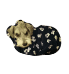 snpkiwi（個別スタンプ：5）