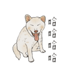 Dan Dan dum-dum！！ (Dan is a shiba.)（個別スタンプ：10）