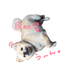 ぷにゅ まろ（個別スタンプ：1）
