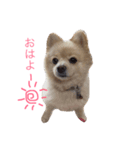 ぷにゅ まろ（個別スタンプ：4）