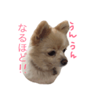 ぷにゅ まろ（個別スタンプ：5）