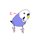 インコ 2（個別スタンプ：1）