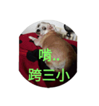 my sweet fat dog（個別スタンプ：14）