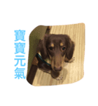 ChocolateCream longhaired dachshund life（個別スタンプ：3）