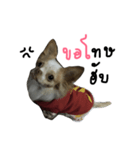 Boeingthedog（個別スタンプ：7）