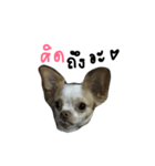 Boeingthedog（個別スタンプ：8）