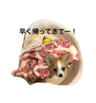 愛犬ポン（個別スタンプ：7）