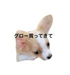 愛犬ポン（個別スタンプ：11）