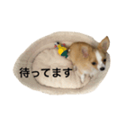 愛犬ポン（個別スタンプ：14）