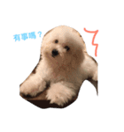 bichon ~（個別スタンプ：1）