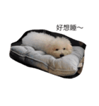 bichon ~（個別スタンプ：2）