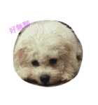 bichon ~（個別スタンプ：7）