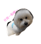 bichon ~（個別スタンプ：9）