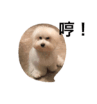 bichon ~（個別スタンプ：10）