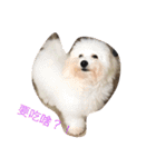 bichon ~（個別スタンプ：11）