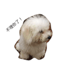 bichon ~（個別スタンプ：12）