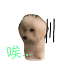 bichon ~（個別スタンプ：14）