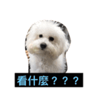 bichon ~（個別スタンプ：16）