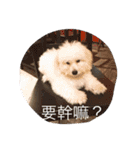 bichon ~（個別スタンプ：17）