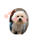 bichon ~（個別スタンプ：18）