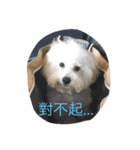 bichon ~（個別スタンプ：19）