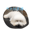 bichon ~（個別スタンプ：21）