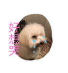 bichon ~（個別スタンプ：22）