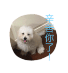 bichon ~（個別スタンプ：30）