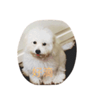 bichon ~（個別スタンプ：31）