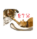 Tabby Cats Life（個別スタンプ：22）