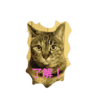 I have pet.（個別スタンプ：4）