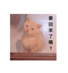 Cat LaLa go（個別スタンプ：4）