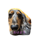 可愛い犬！marble（個別スタンプ：4）