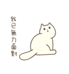 Pong Pong the Cat（個別スタンプ：19）