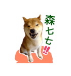 かわいい柴犬 - FeiFei（個別スタンプ：8）