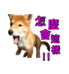 柴犬毎日の会話 - パート1（個別スタンプ：3）