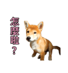 柴犬毎日の会話 - パート1（個別スタンプ：6）