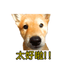 柴犬毎日の会話 - パート1（個別スタンプ：7）