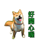 柴犬毎日の会話 - パート1（個別スタンプ：8）