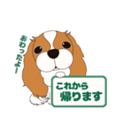 キャバリア犬♪ブレンハイム（白少なめ）1（個別スタンプ：15）