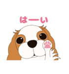 キャバリア犬♪ブレンハイム(白多め)1（個別スタンプ：2）