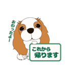 キャバリア犬♪ブレンハイム(白多め)1（個別スタンプ：15）