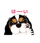 キャバリア犬♪トライカラー1（個別スタンプ：2）